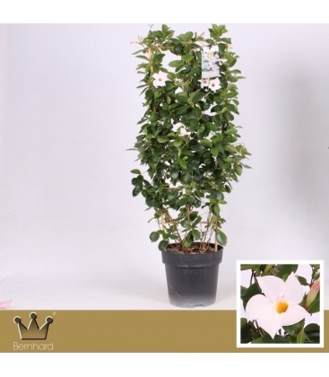 Mandevilla
