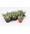 Helichrysum