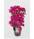Bougainvillea