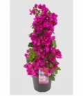 Bougainvillea