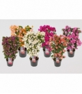 Bougainvillea