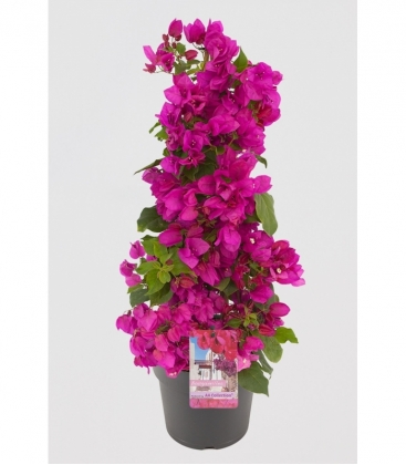Bougainvillea