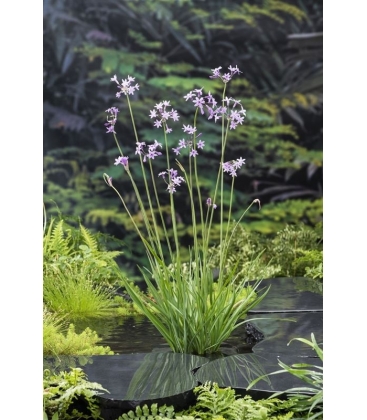 Tulbaghia