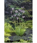Tulbaghia