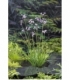 Tulbaghia