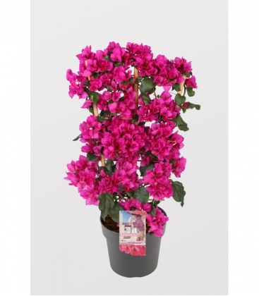 Bougainvillea