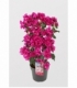Bougainvillea