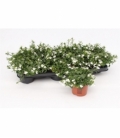 Lobelia