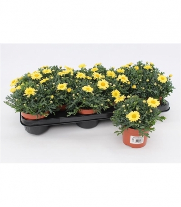 Argyranthemum