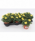 Argyranthemum