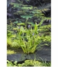 Pontederia