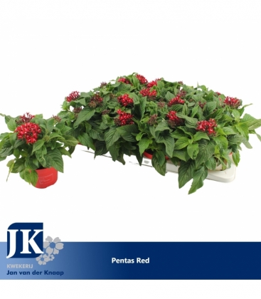 Pentas