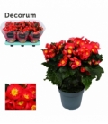 Begonia