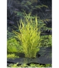 Phragmites
