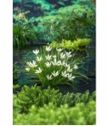 Zephyranthes