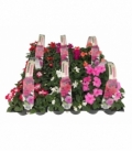 Impatiens