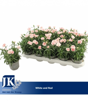 Dianthus