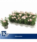 Dianthus