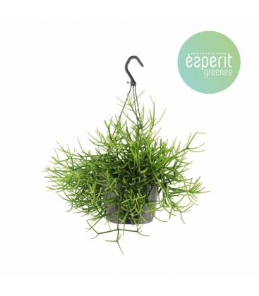Rhipsalis