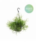 Rhipsalis