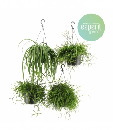 Rhipsalis