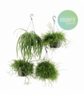 Rhipsalis