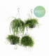Rhipsalis