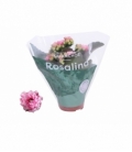 Kalanchoe