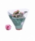 Kalanchoe