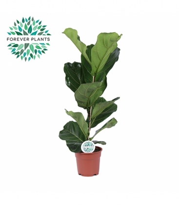 Ficus