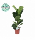 Ficus