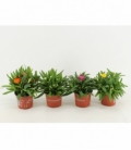 Bracteantha