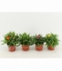 Bracteantha