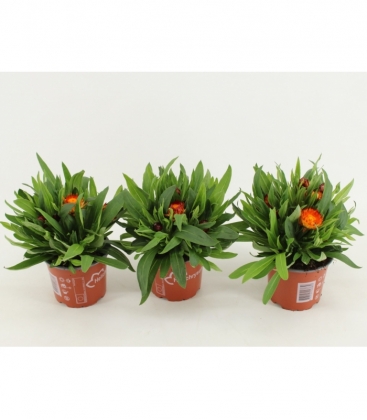Bracteantha
