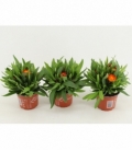 Bracteantha