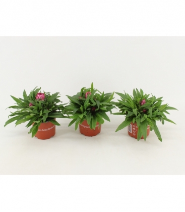 Bracteantha
