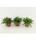 Bracteantha