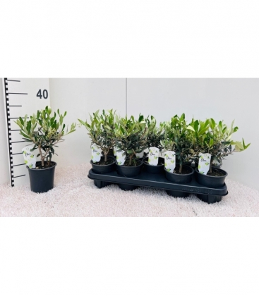 Olea