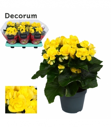 Begonia