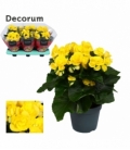 Begonia