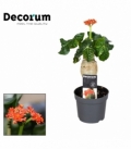 Jatropha