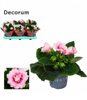 Gloxinia