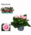Gloxinia