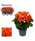 Begonia