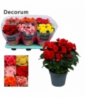 Begonia