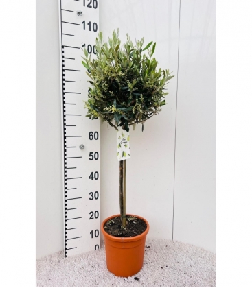 Olea
