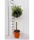Olea