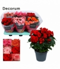 Begonia