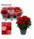 Begonia