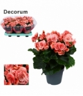 Begonia